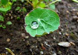 drop of dew on watercress