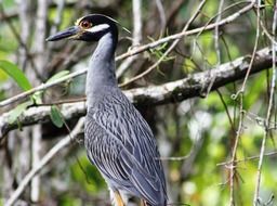 portrait of gray bird in Honduras