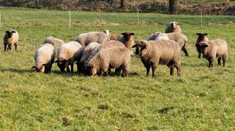 a herd of fluffy sheep on a pasture on a sunny day