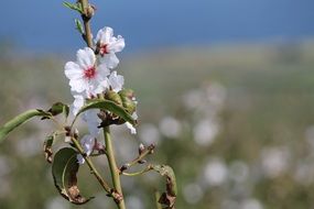 picture of the white flowers in nature