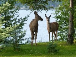 deer mammals watching near river