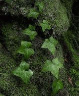 green climbing plant on green stones close-up