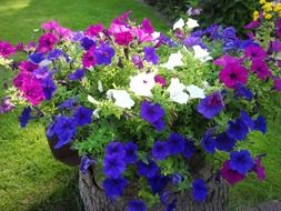 flowers of different colors in a flower pot in garden