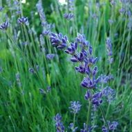 amazing lavender grass