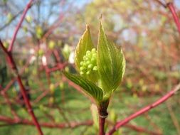 cornus sanguinea plant close