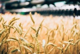 Bright wheat plants crops agriculture