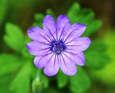 absolutely gorgeous purple flower