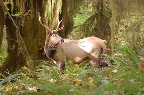 deer with big horns in the forest