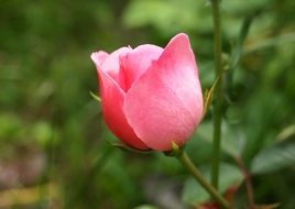 pink rose on a blurred background in a green garden