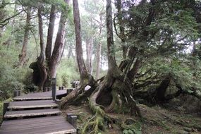 landscape forest trail in Taiwan