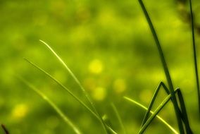 grass leaves on blurred green background