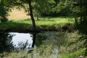 Lake Idyll in the forest