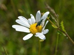bewitching flower grass insect