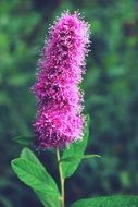 plant with fluffy purple flower