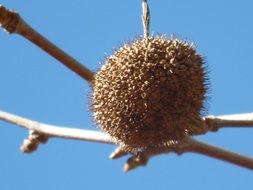 fluffy fruit on a tree branch