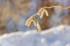 corkscrew hazel close up