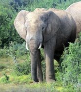 Beautiful and cute elephant among the colorful plants in national park in Africa