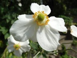 opened white flowers in a garden