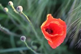 charming poppy