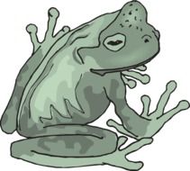 drawing of a tropical rainforest frog