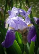 blue iris under the bright sun close up