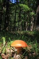 Natural mushroom in a forest