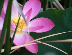 pink lotus in thickets on a pond
