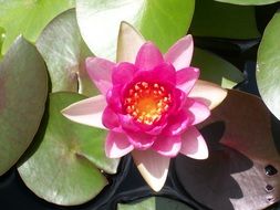 pink Lotus flower among green leaves, top view