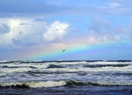 seagull in flight on a rainbow background