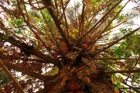 Beautiful araucaria conifer tree with colorful leaves