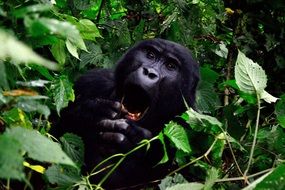 gorilla Bwindi