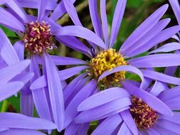 arctic aster wild flowers nature