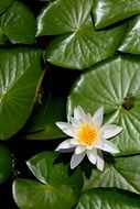 white lotus on green leaves