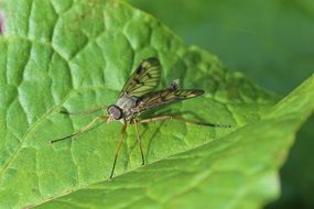 Close-up of the fly on the green leaf