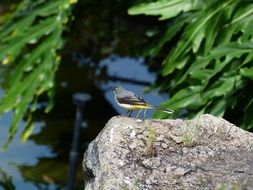 perched grey wagtail in wildlife