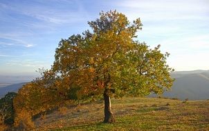 lonely autumn tree on hill scene