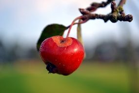 delicious red apple on the branch