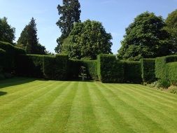 green lawn in the garden