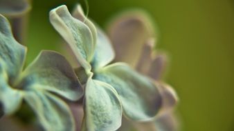 lilac flower macro photo on a blurred background