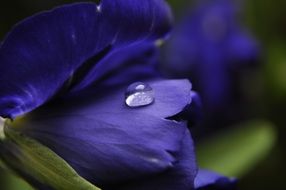raindrop on purple petal