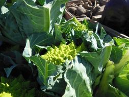 green romanesco cauliflower plants