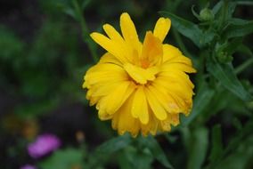 Yellow vilid flower
