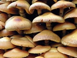 yellow mushrooms close-up shot