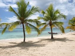 beautiful beach with palm trees