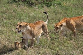 Lion family in Africa
