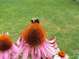 insect on pink echinacea