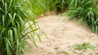 sand among green grass