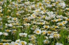 closeup photo of green field with white daisies