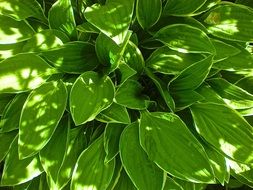 green plant in light and shadow