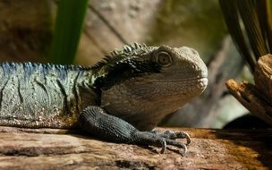iguana rests on wood, australia